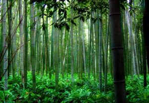 El helecho y el bambú
